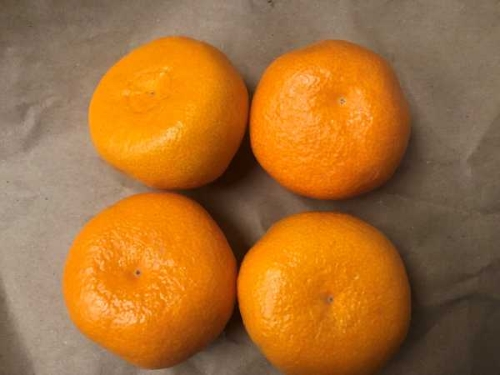 Picture of (Pre-Order <12PM) RAITH SATSUMA 5 PACK